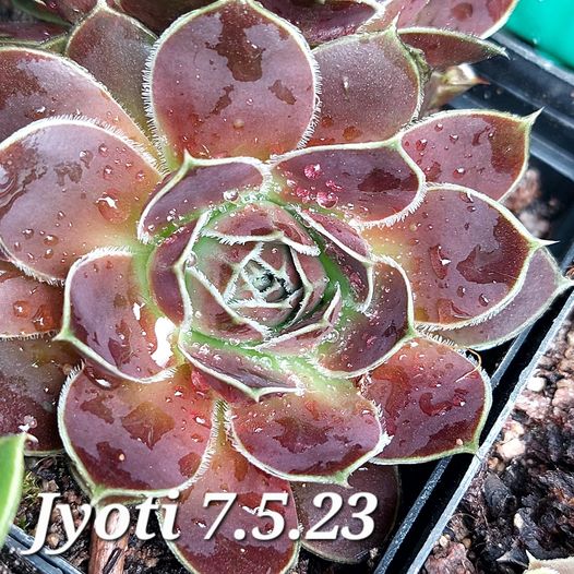 Jyoti / Jovi