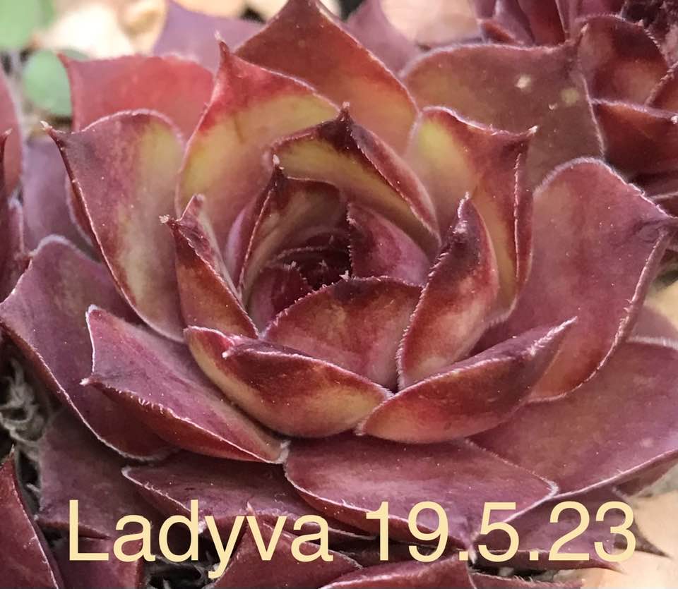 Ladyva