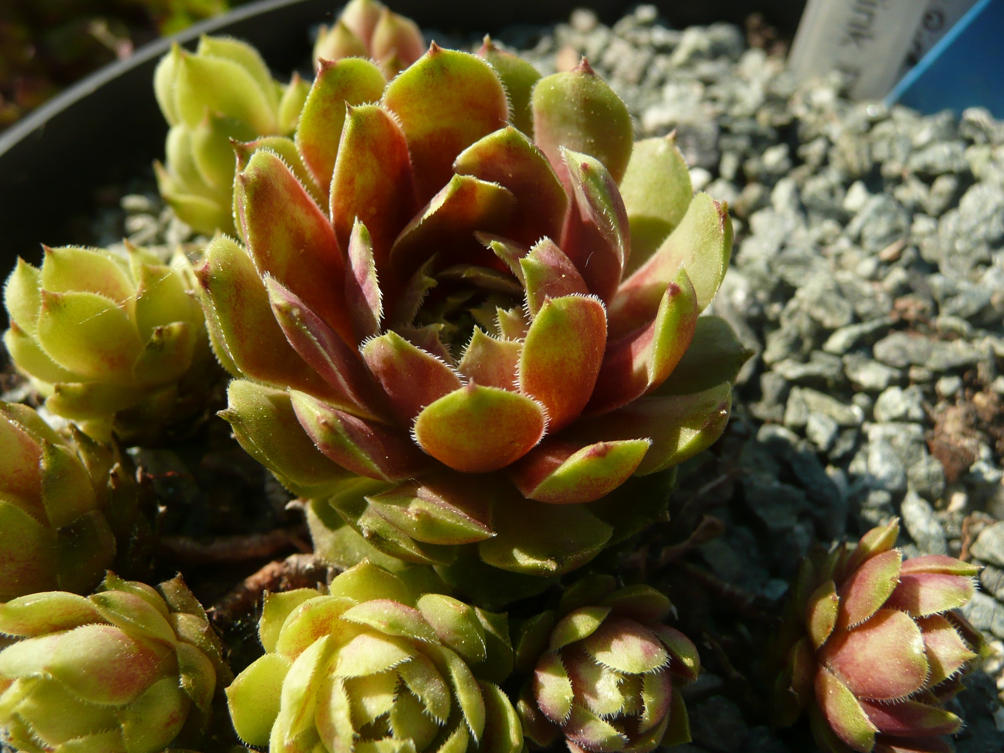 Little Pink Rosebud