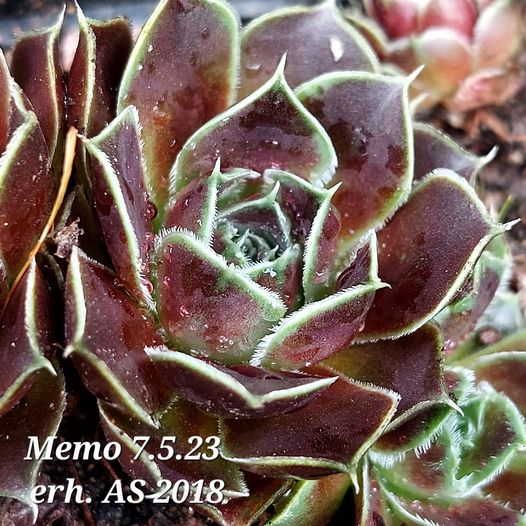 Memo / Jovi 