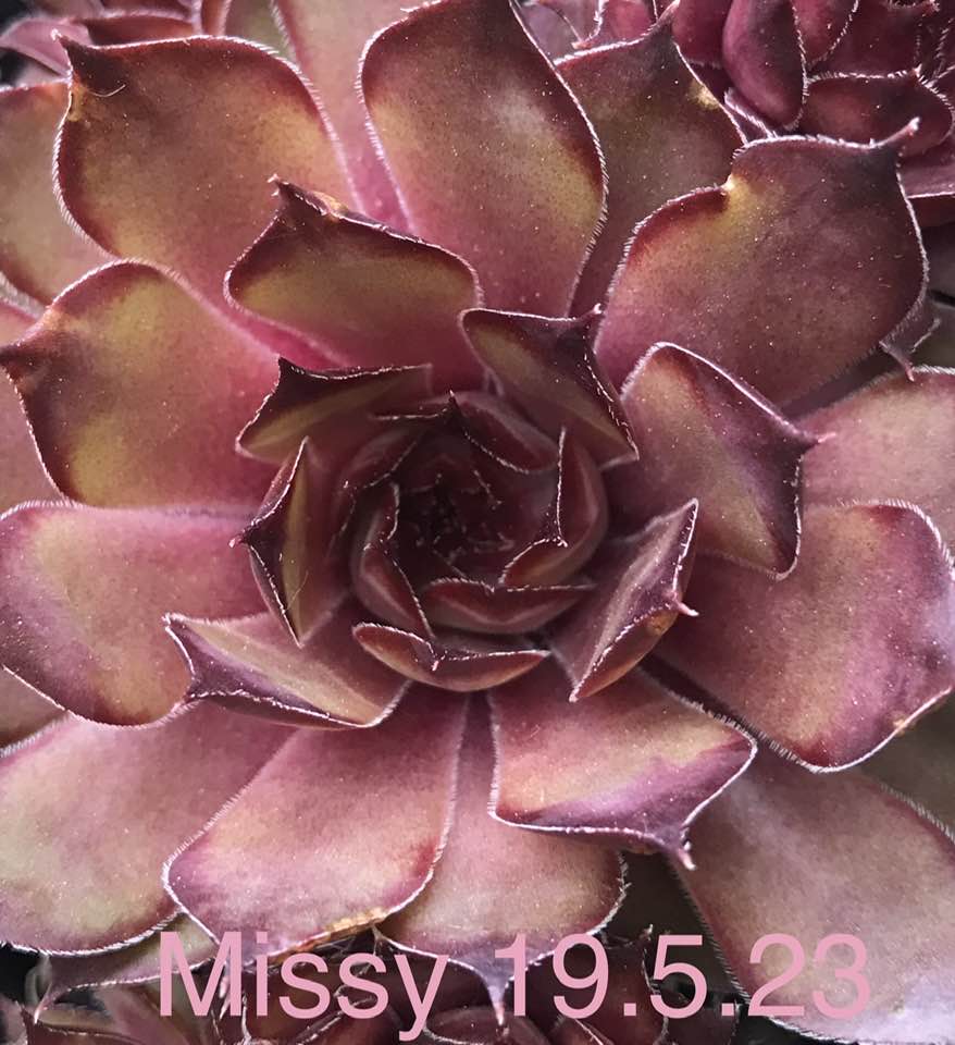 Missy 