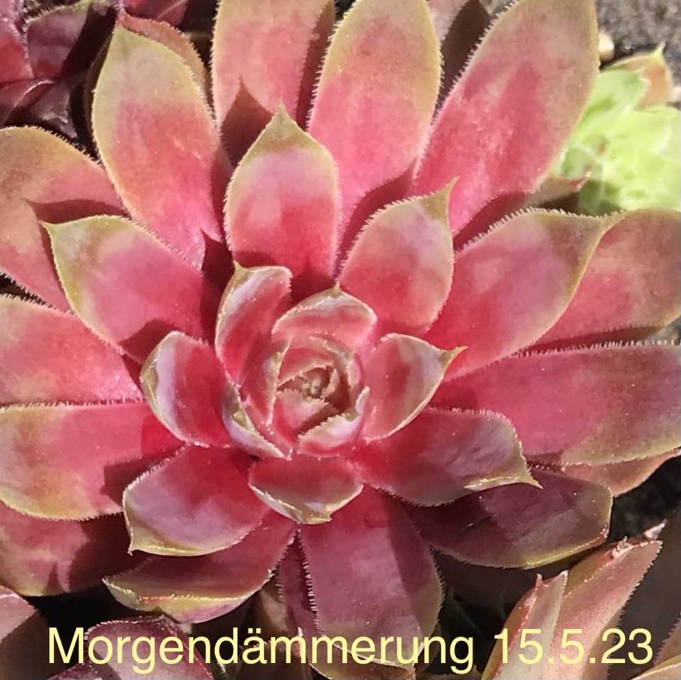 Morgendämmerung