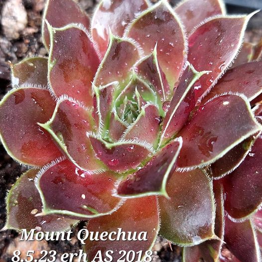 Mount Quechua / Jovi 