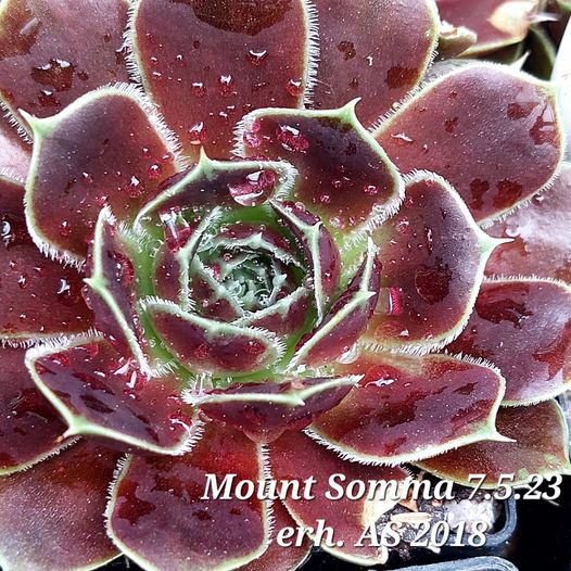 Mount Somma / Jovi