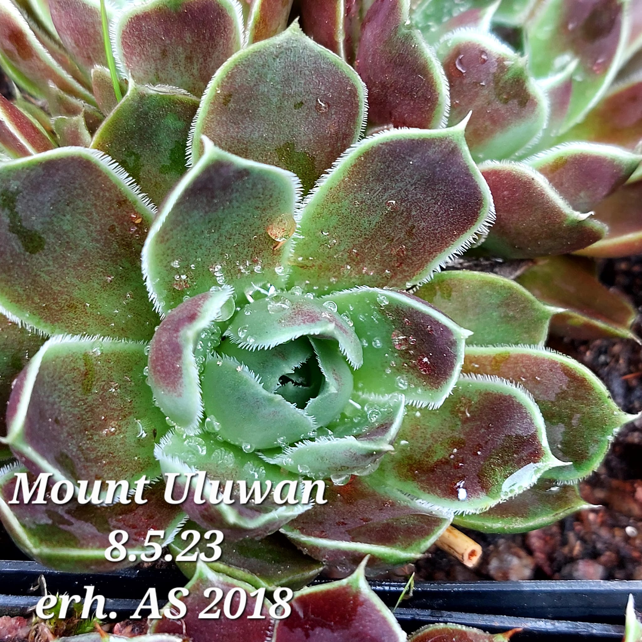 Mount Uluwan / Jovi