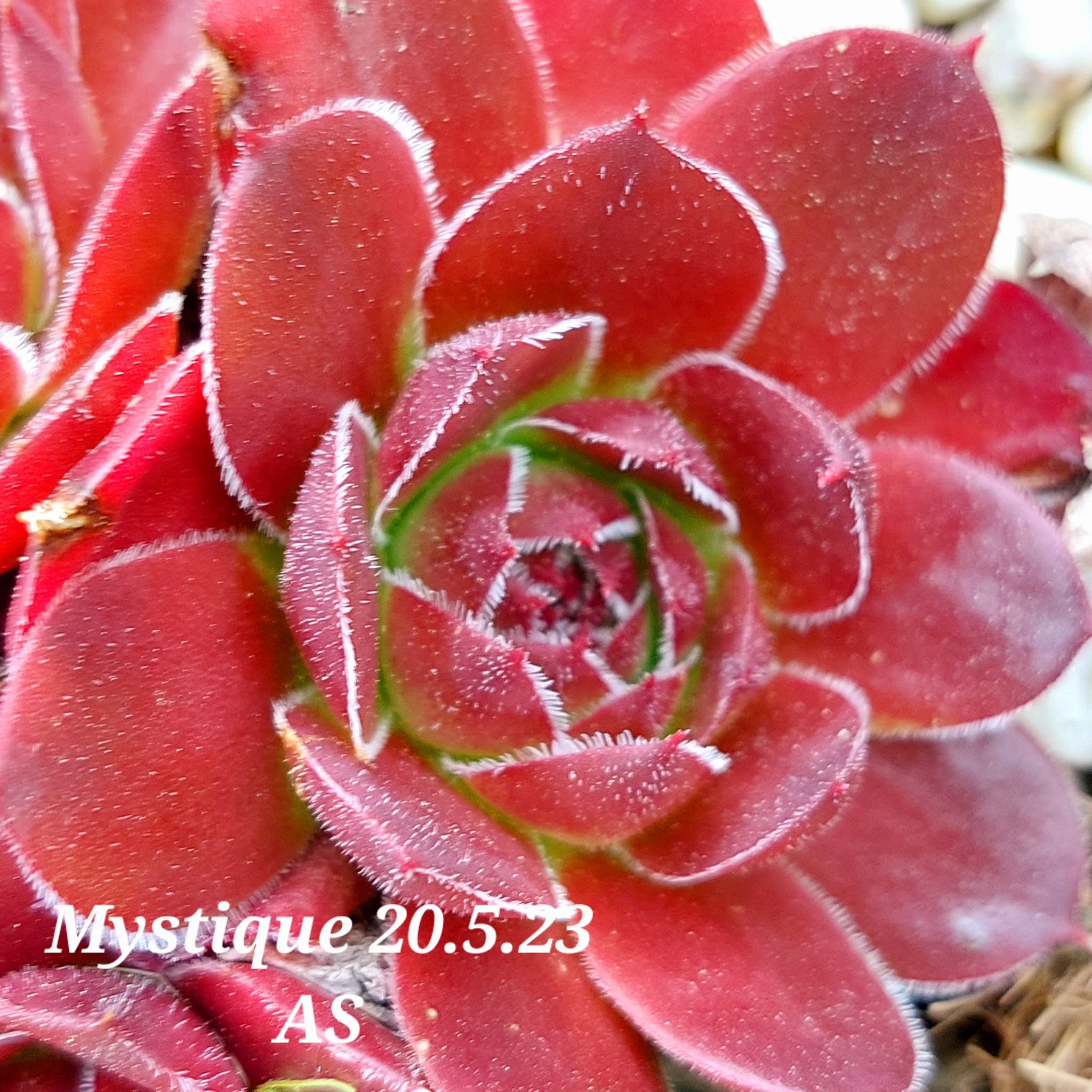 Mystique / Jovi 