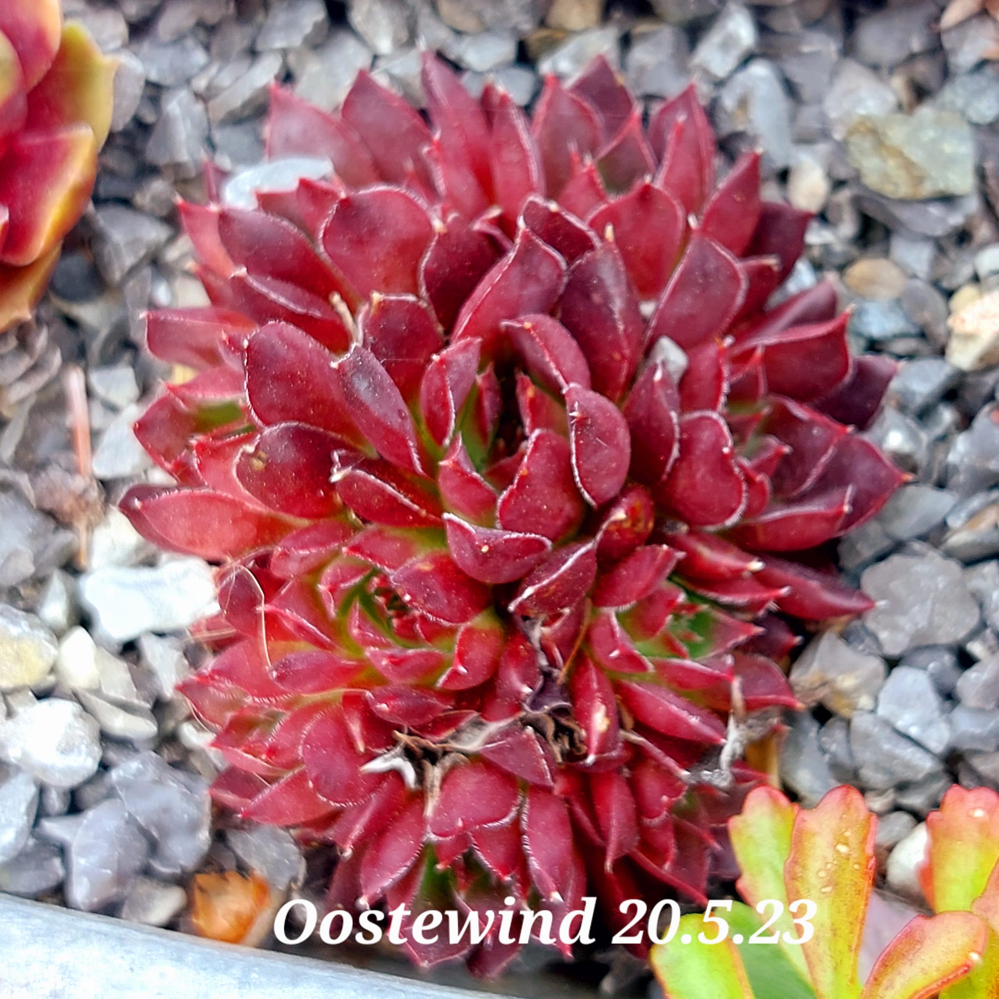 Oostewind / Jovi