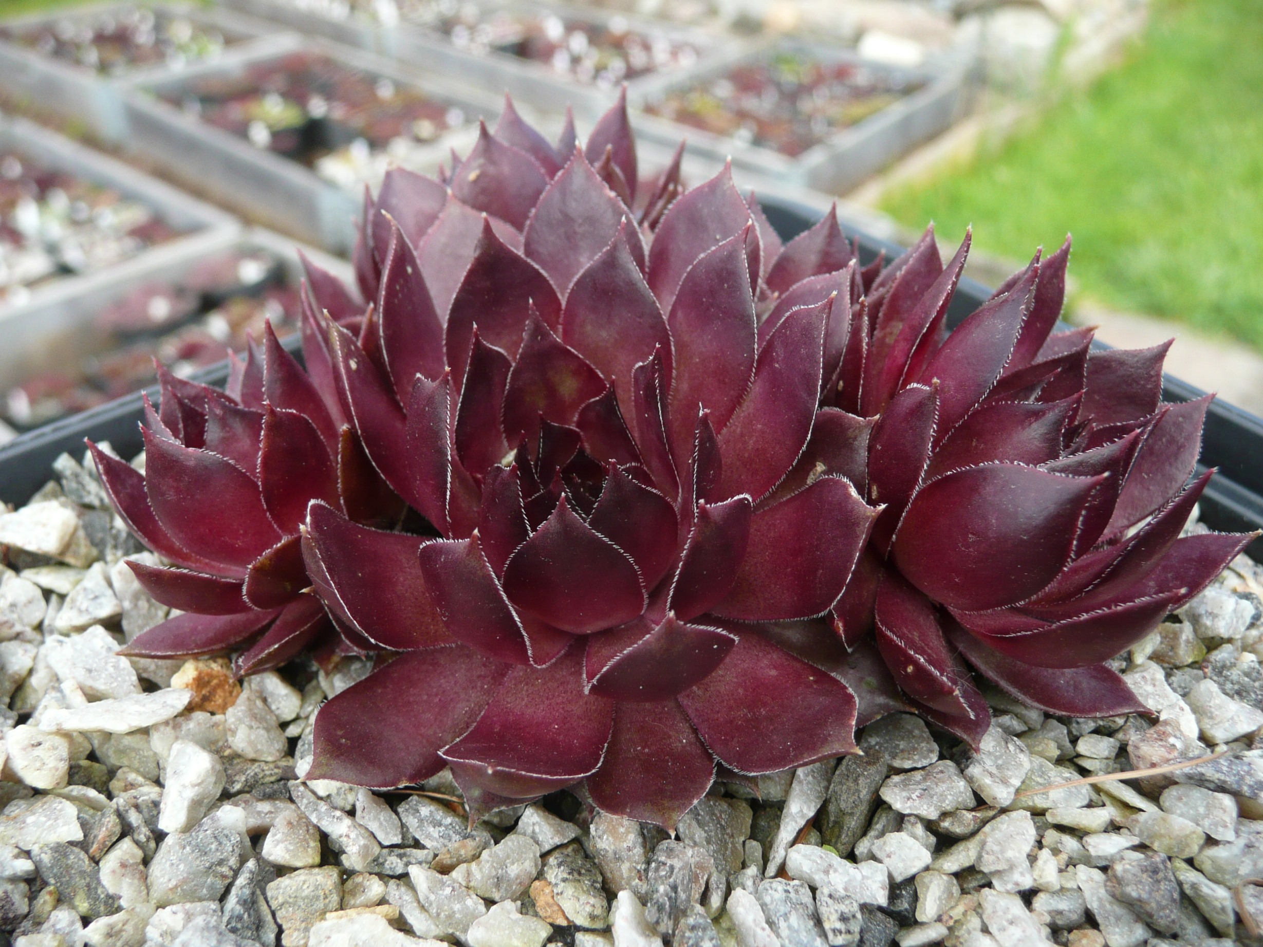 Seeigel