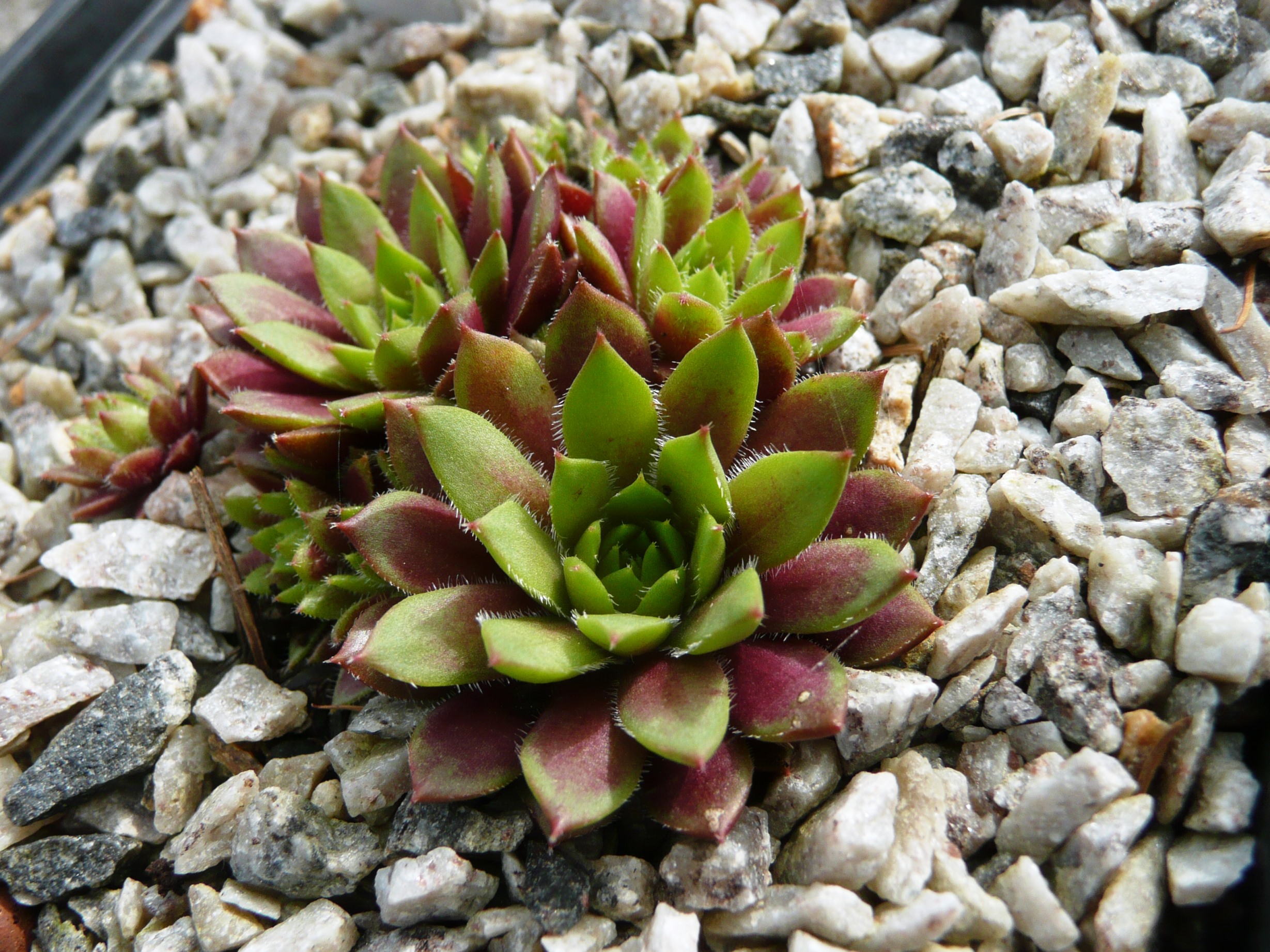 Spatulacea