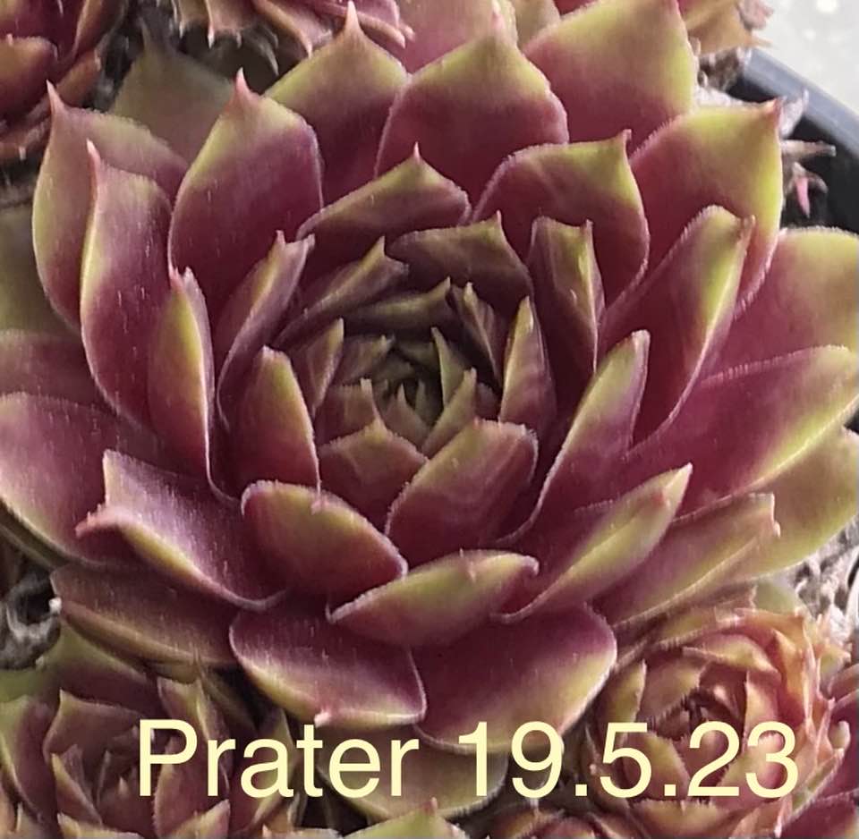 Prater