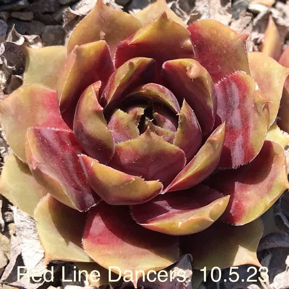 Red Line Dancers