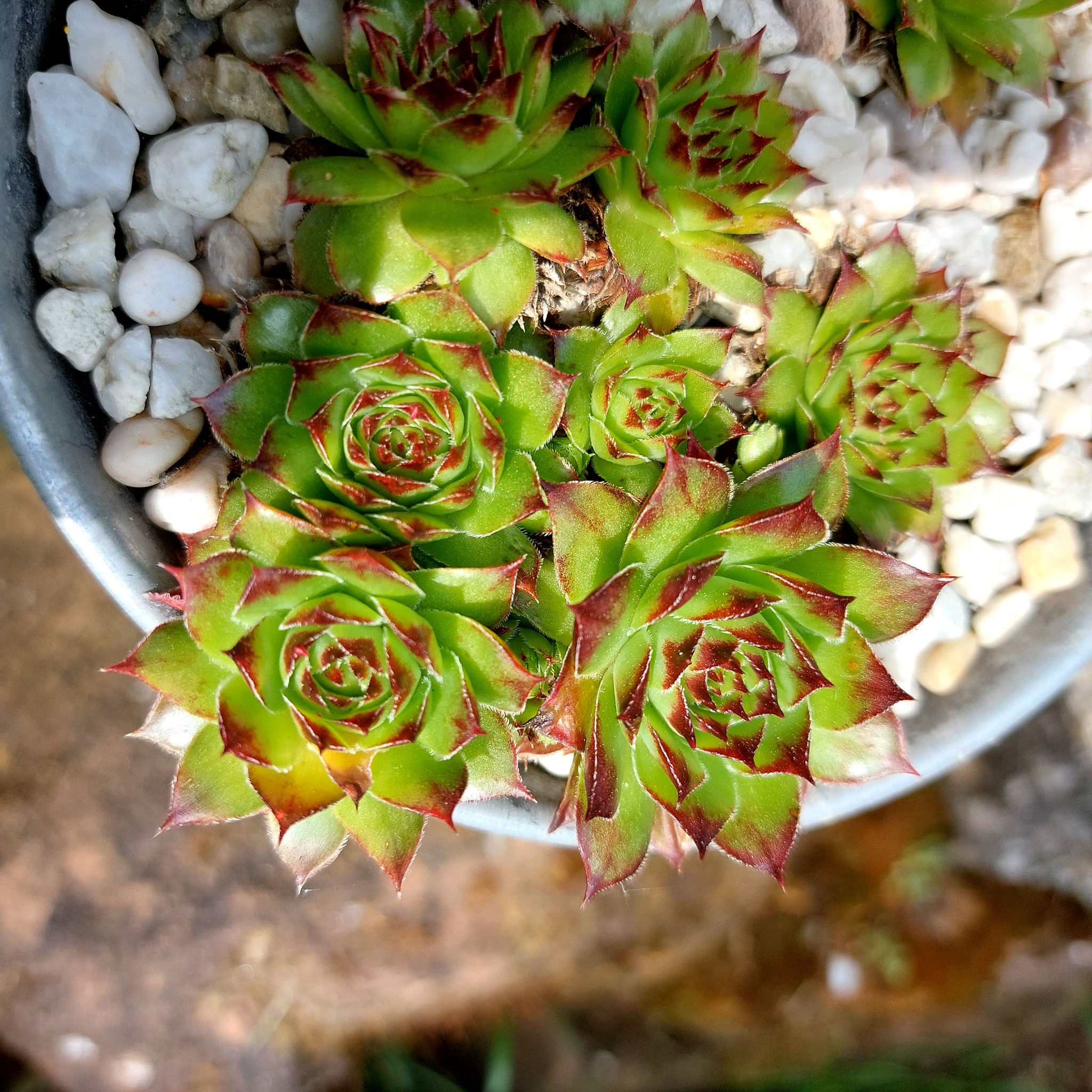 Robinsoniana