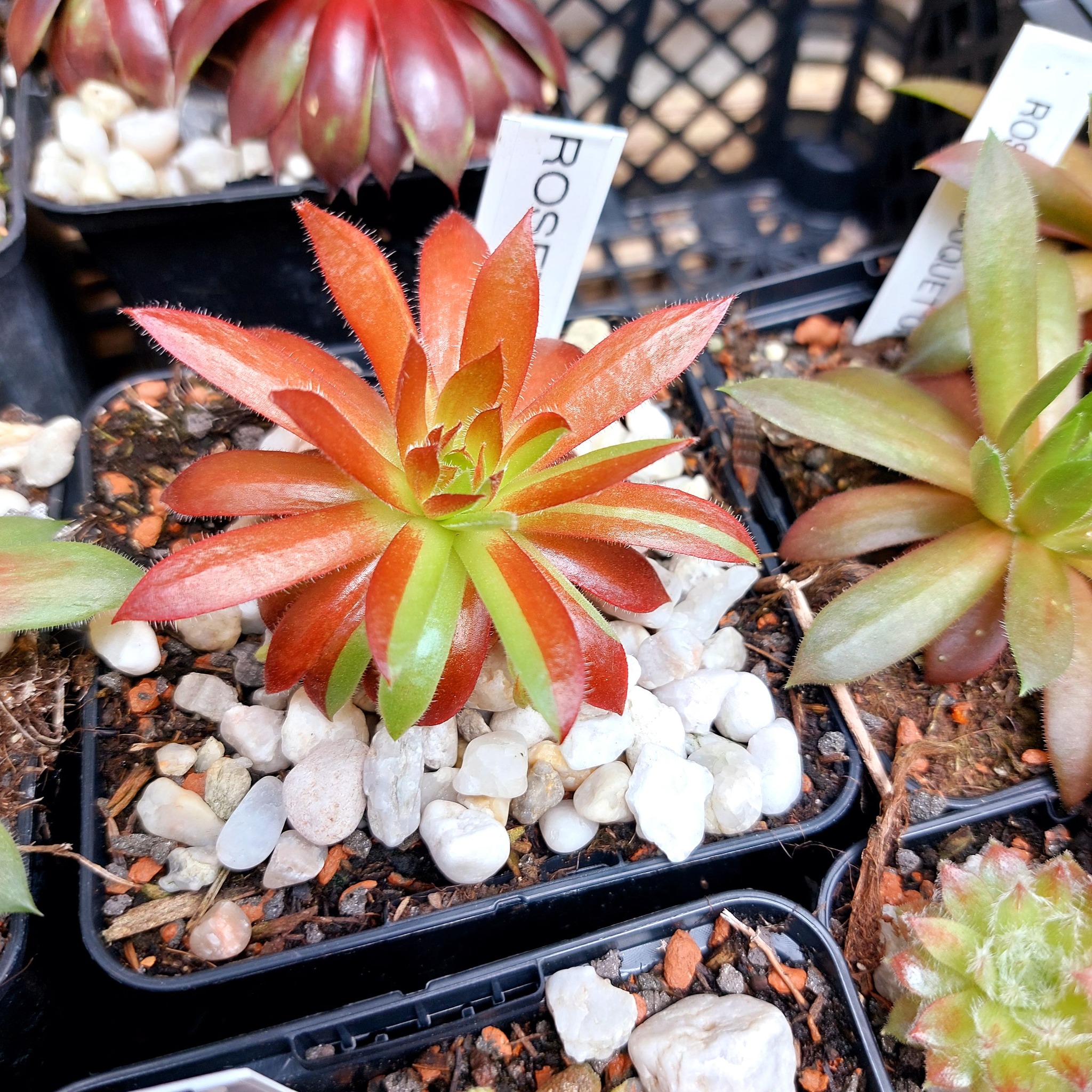 Rocknoll Rosette