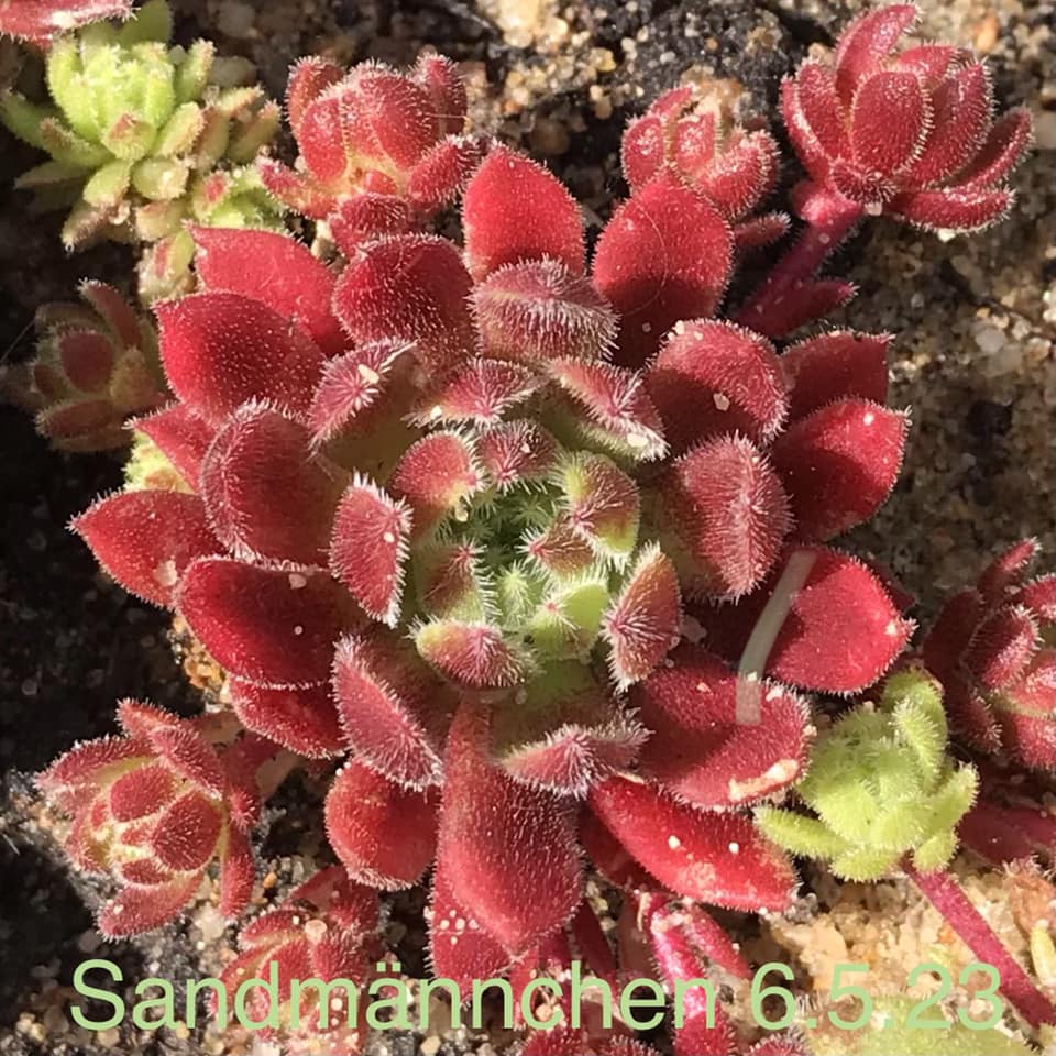 Sandmännchen
