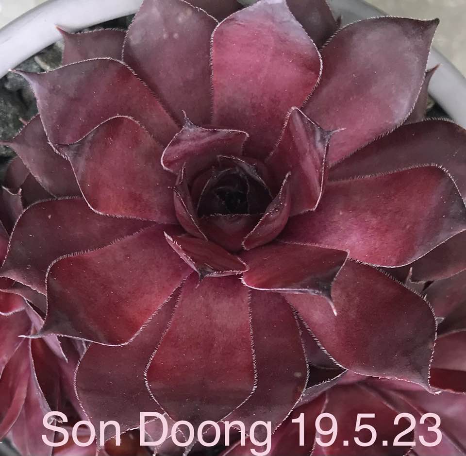 Son Doong