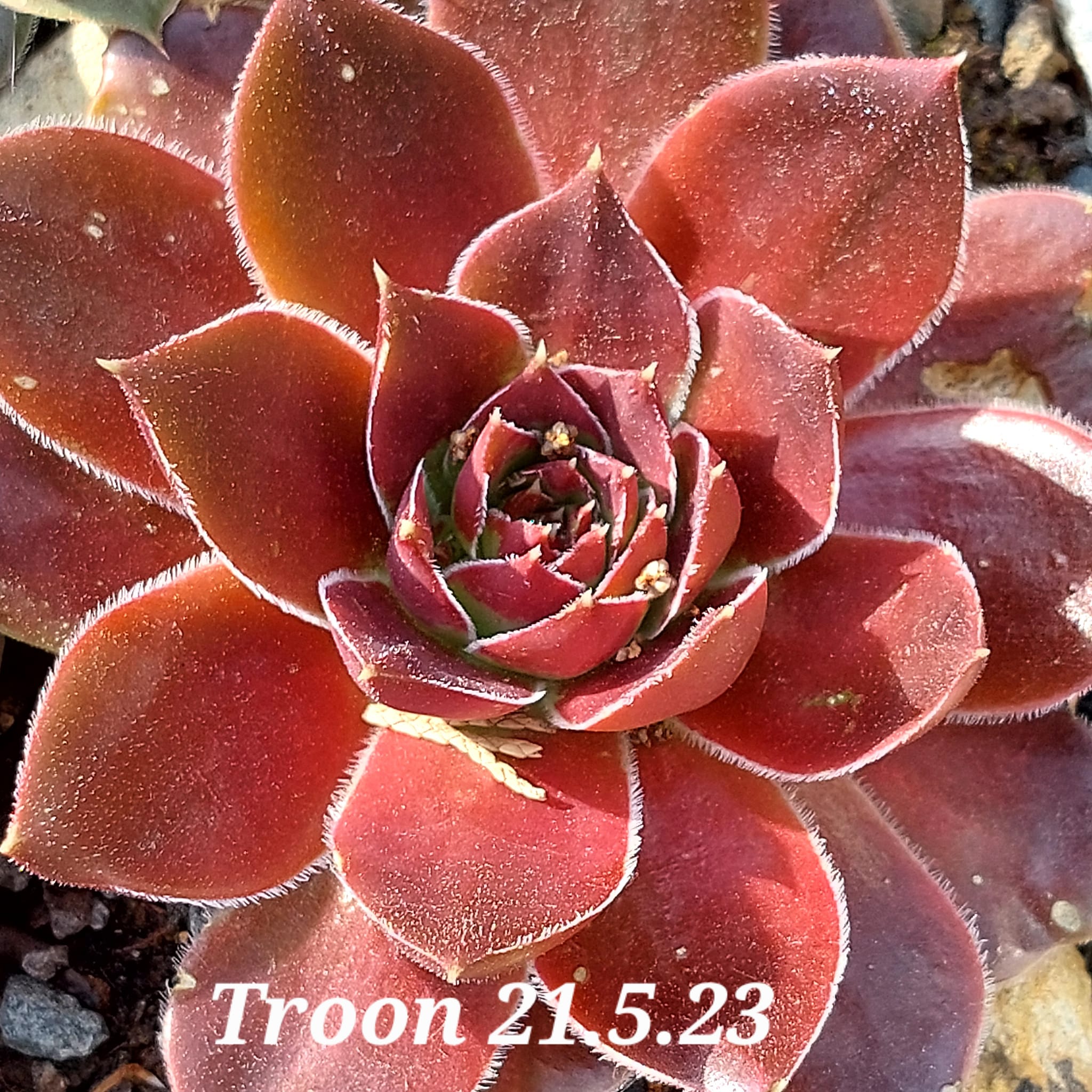 Troon / Jovi 