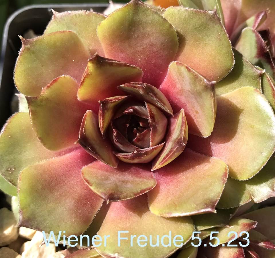 Wiener Freude