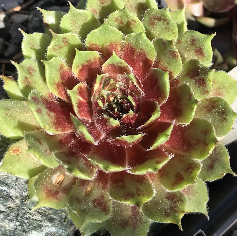 Wiener Rosette