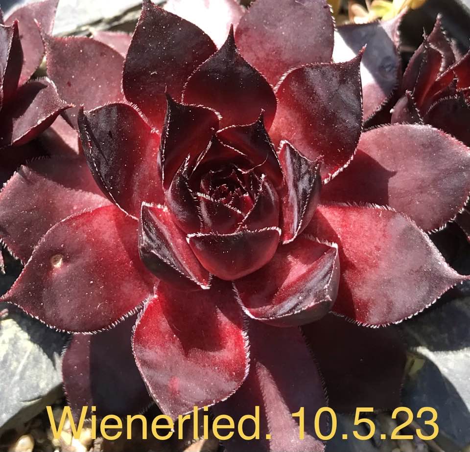 Wienerlied