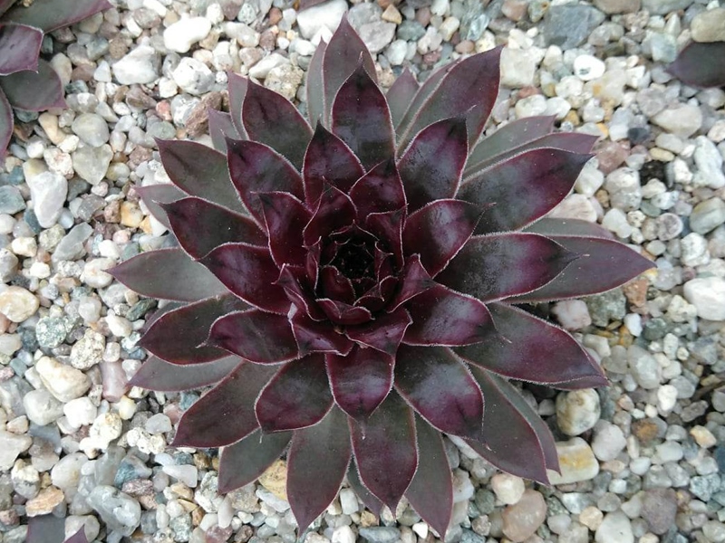 Abra-Fenixis