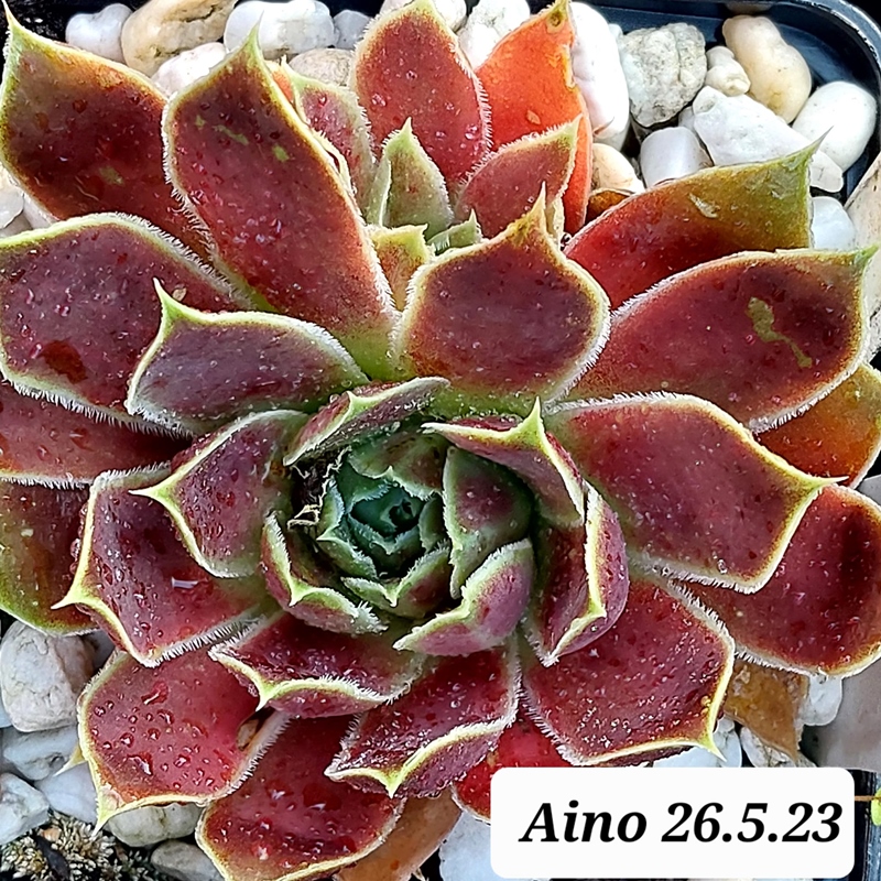 Aino / Jovi