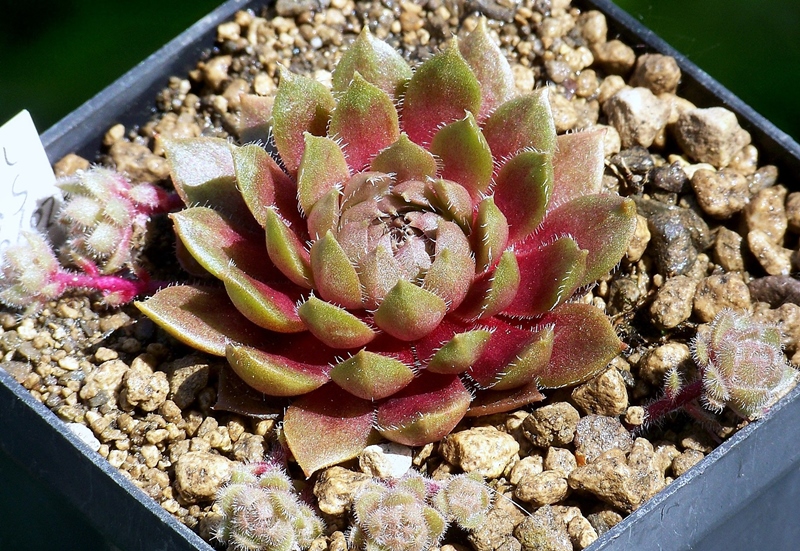 Alberich