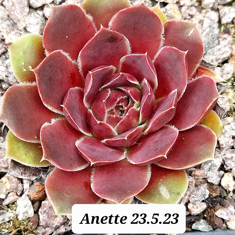 Anette / Jovi