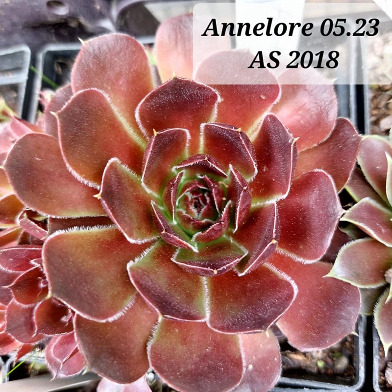 Annelore / Jovi
