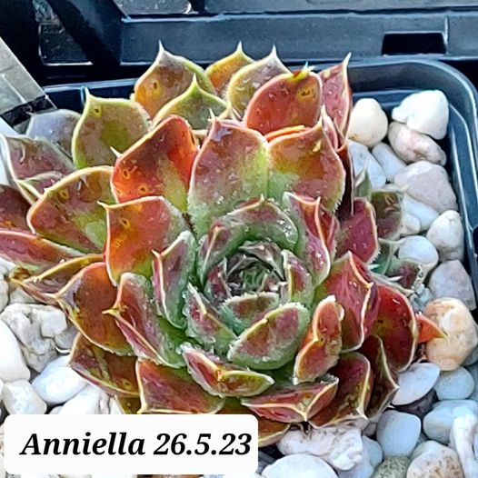Anniella / Jovi