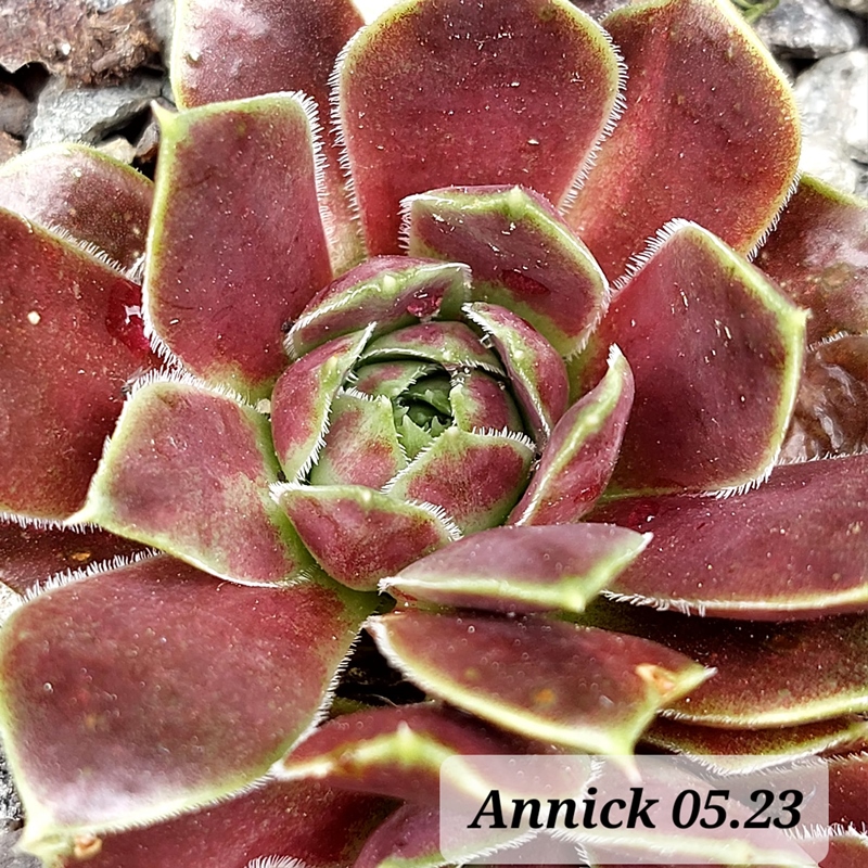 Annick / Jovi