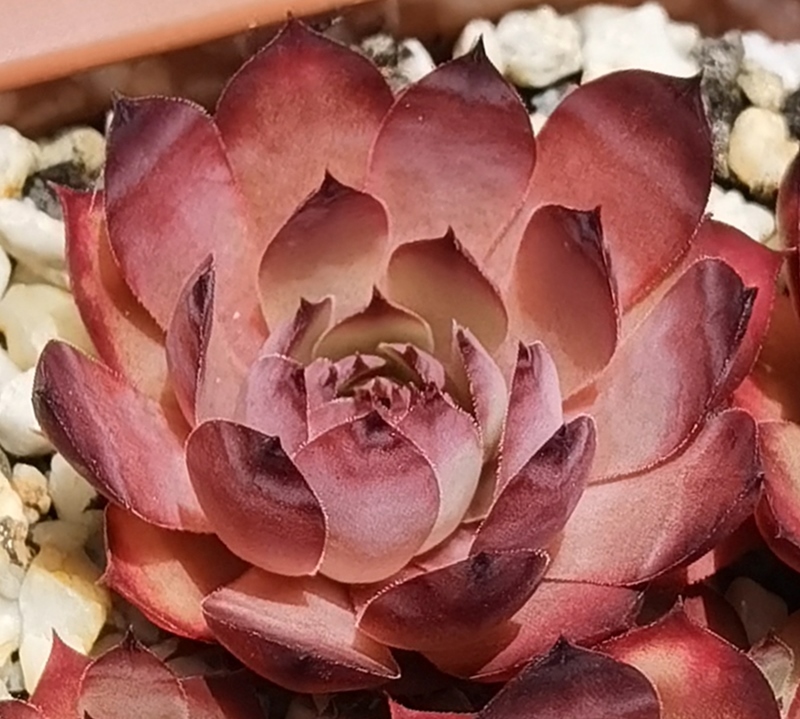 Arabesque