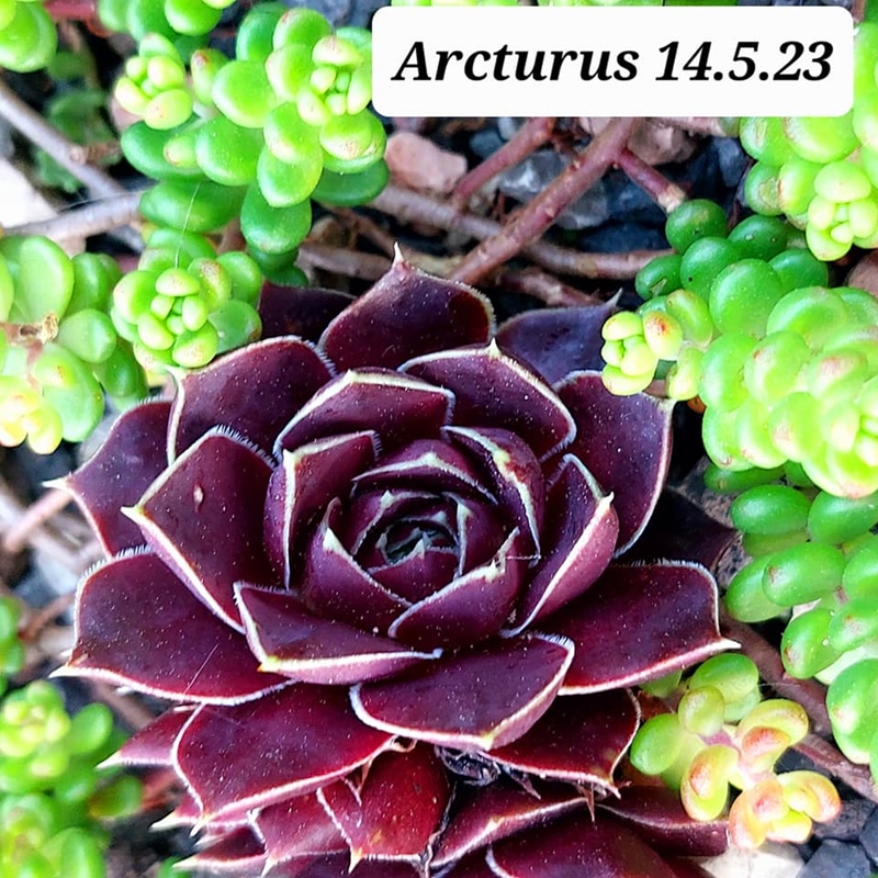 Arcturus / Jovi