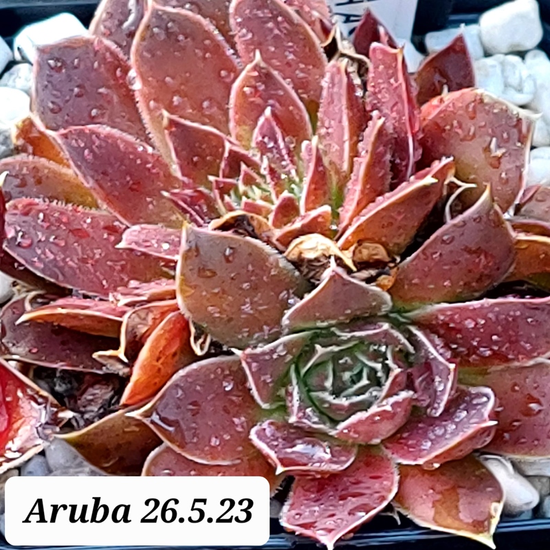 Aruba / Jovi