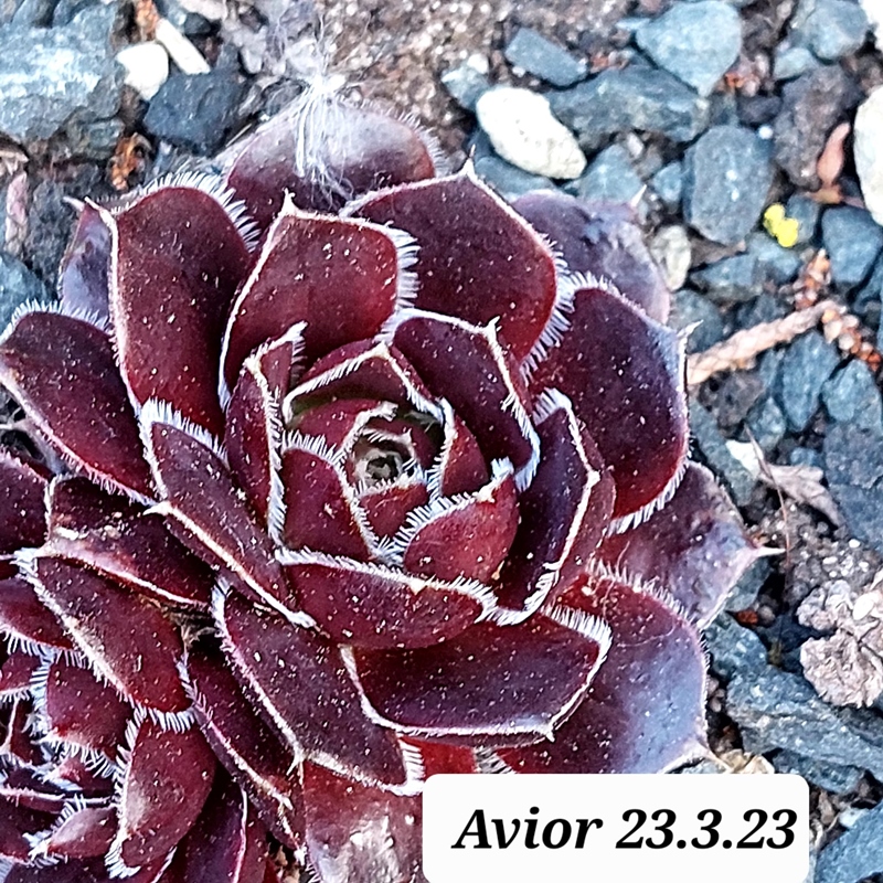 Avior / Jovi