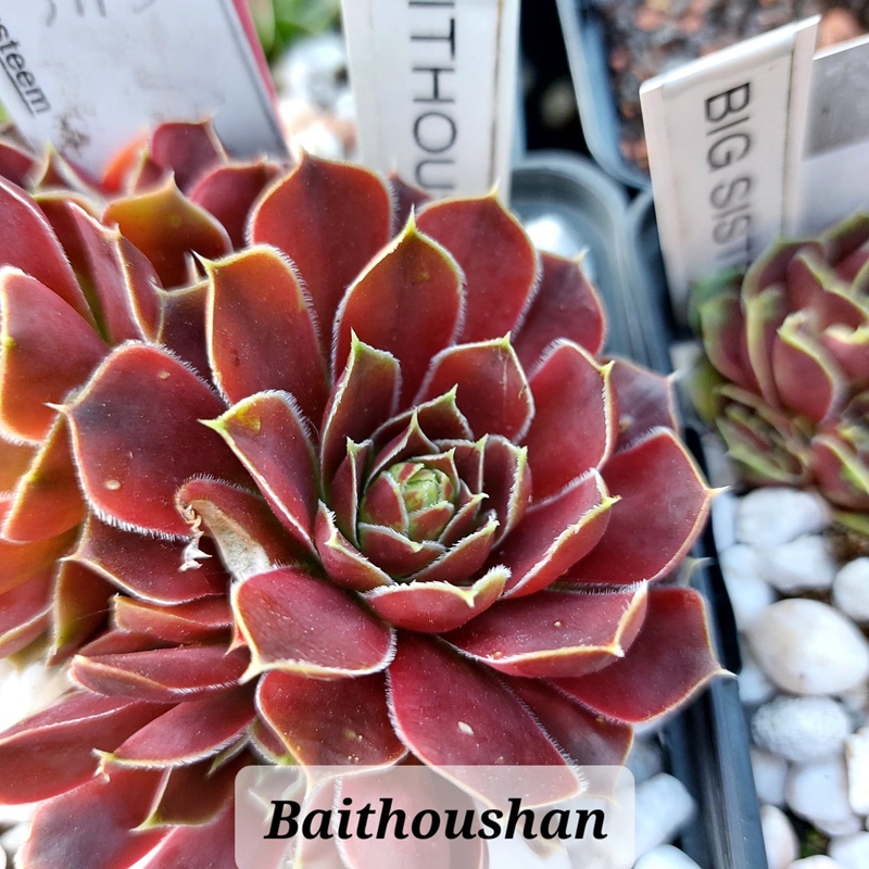Baitoushan / Jovi