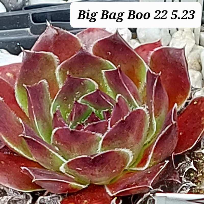 Big Bag Boo / Jovi