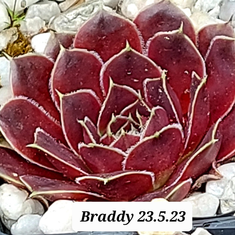 Braddy / Jovi