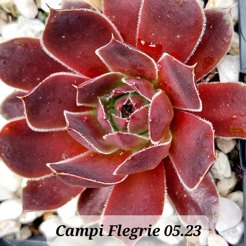 Campi Flegrie / Jovi
