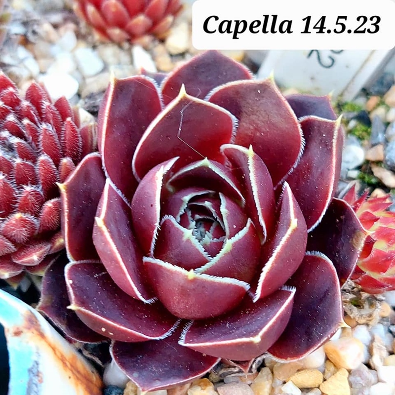 Capella / Jovi