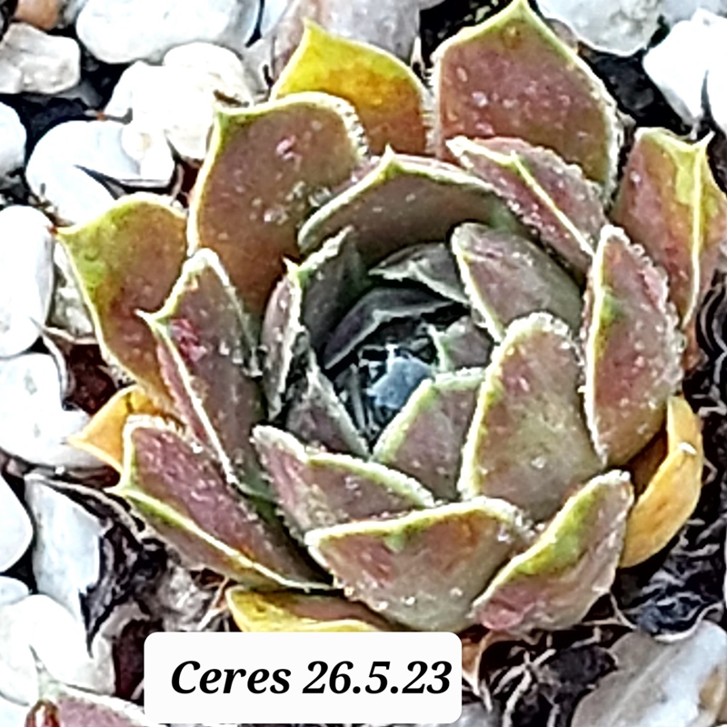 Ceres / Jovi