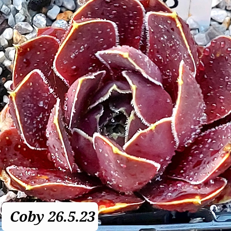 Coby / Jovi