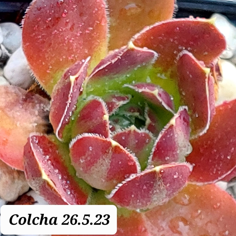 Colcha / Jovi