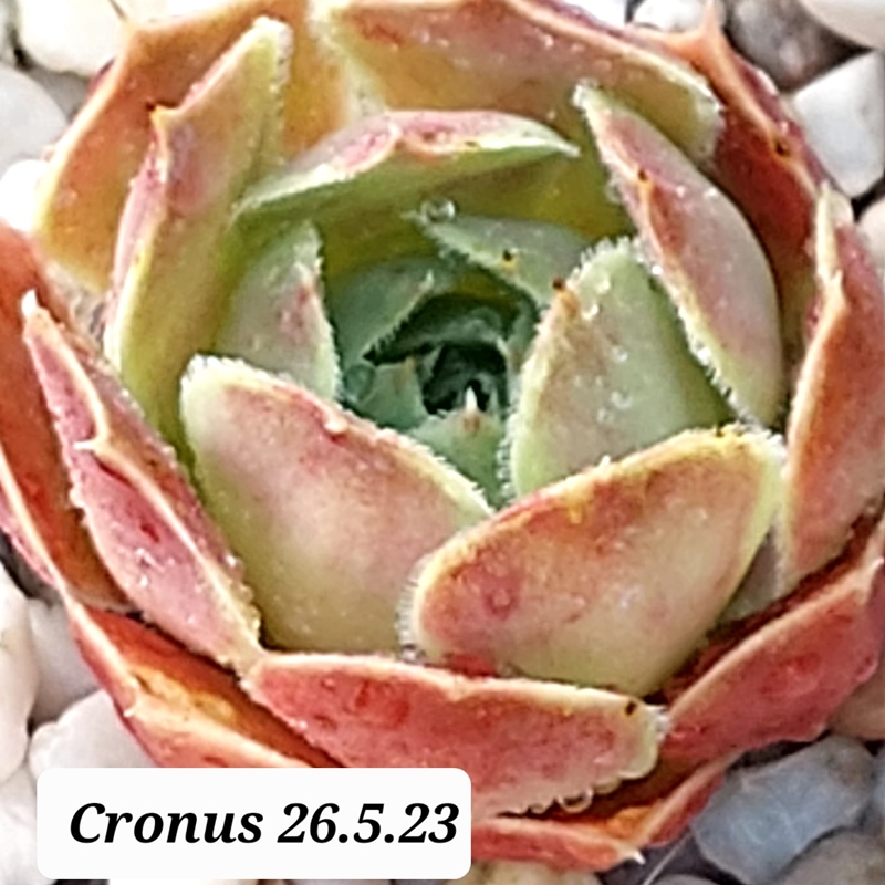 Cronus / Jovi