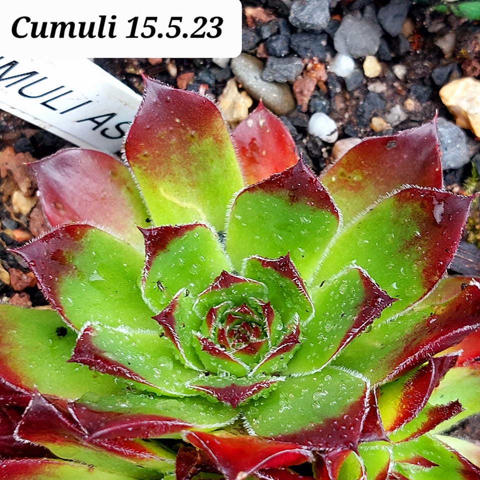 Cumuli / Jovi