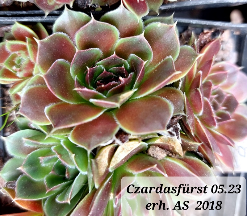 Czardasfürst / Jovi