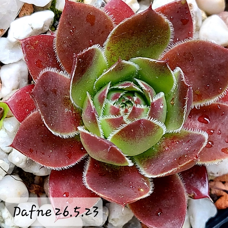 Dafne / Jovi