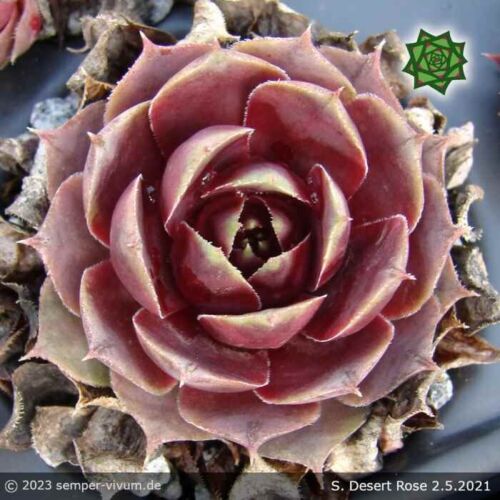 Desert Rose