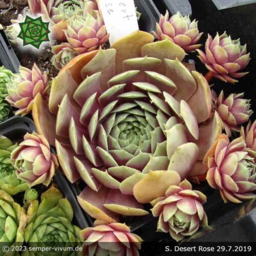 Desert Rose