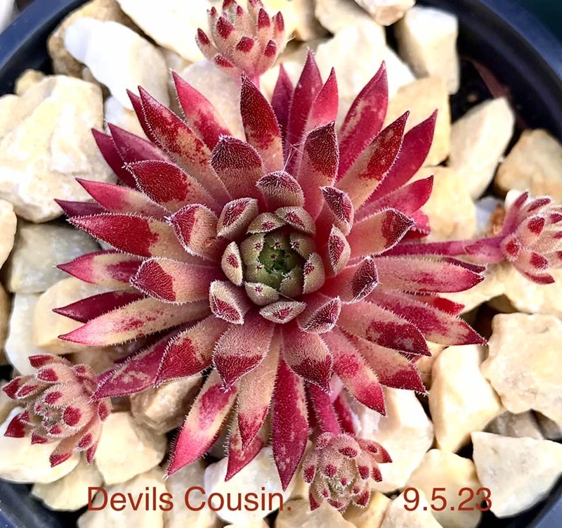 Devils Cousin (Netzfund)