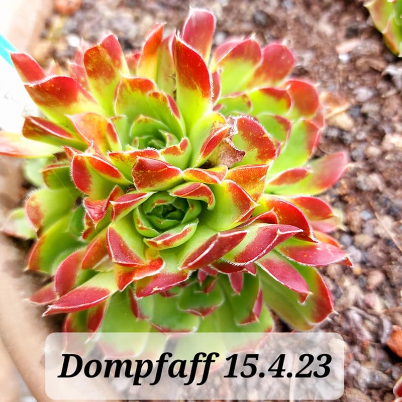 Dompfaff / Jovi